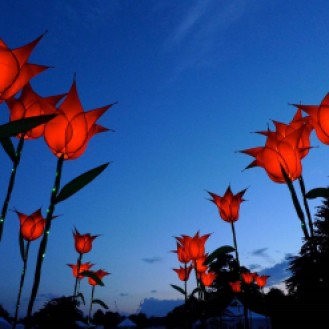 tulips Jigantic
